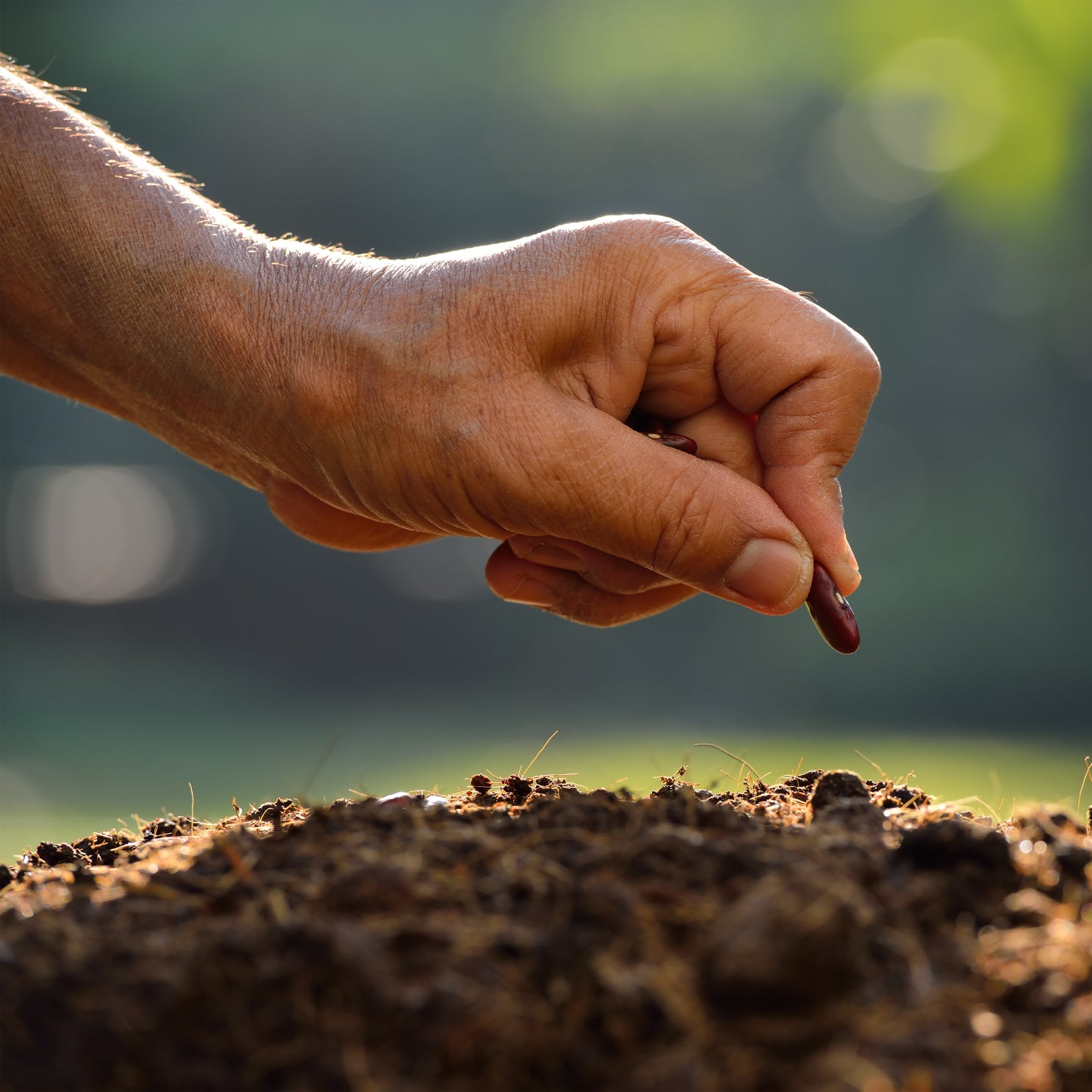 Consulta agricola